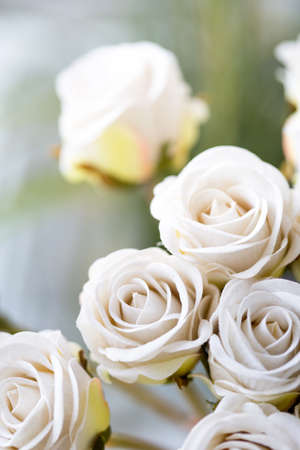 White roses background