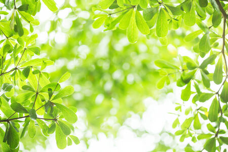 abstract green leaf bokeh  background