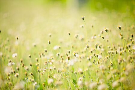 Meadow flowers for backgroundの写真素材