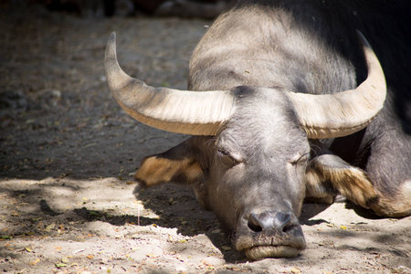 Water Buffalo Sleeping .の写真素材