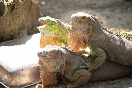 Group of  Green iguanaの写真素材