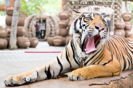 Tiger, portrait of a bengal tiger.の写真素材