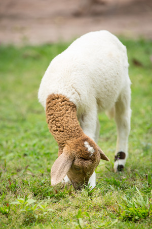 Sheep eating in the farmの写真素材