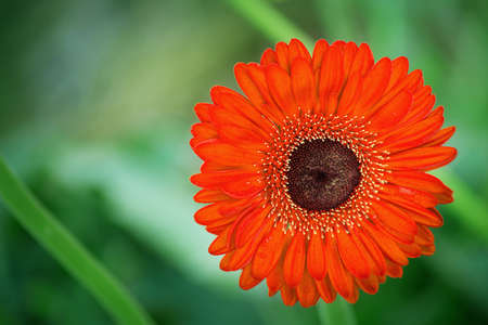 red flower on green background