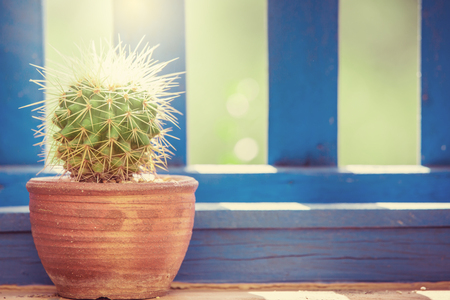 Succulents in orange baked clay pot. Scandinavian room interior decorationの写真素材