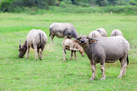 Water buffalo standing on green grass and looking to a cameraの写真素材