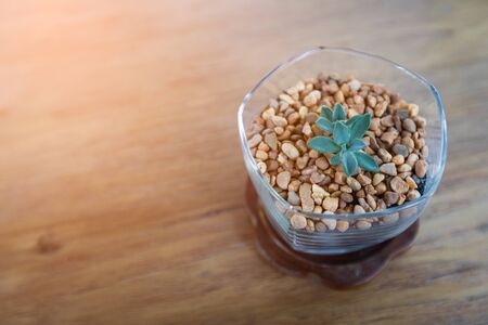 Cactus in the crystal glass on wood backgroundの写真素材
