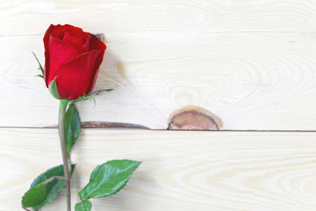 Red rose on wood background with copy space.の写真素材