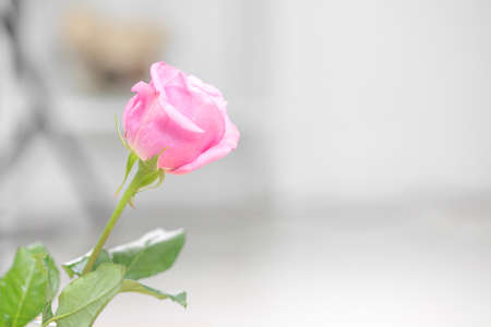 Pink rose on wood background with copy space.の写真素材