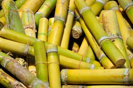 Sugar Caneの写真素材