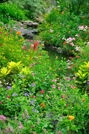 Flower in Garden の写真素材