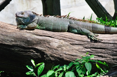 Iguana の写真素材
