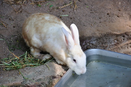 Rabbit drinking water の写真素材
