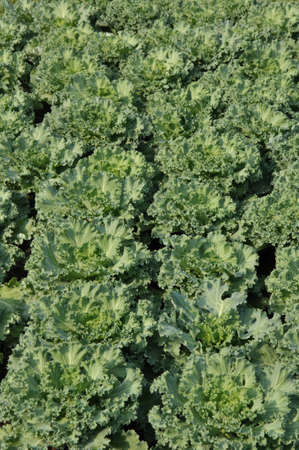 Row of Vegetable の写真素材