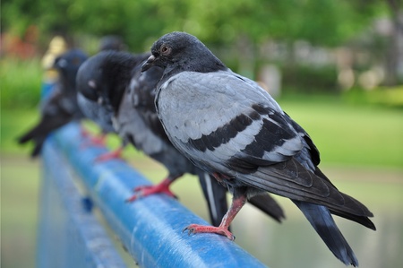Pigeon in the parkの写真素材