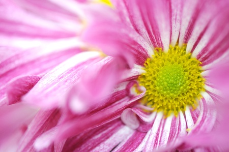 Pink Daisy Flowerの写真素材