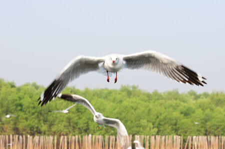 Seagull flying among blue sky to seek foodの写真素材