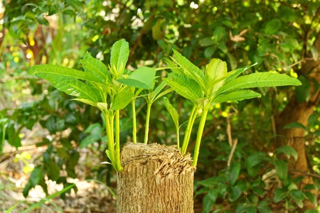 budの写真素材
