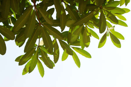 Leaves in the sky.の写真素材