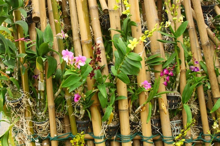 Backdrop for a flower to a natural environment very well.の写真素材