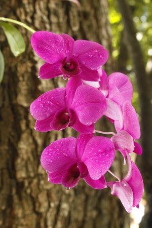 Pink orchid growing on tree after falling rainの写真素材