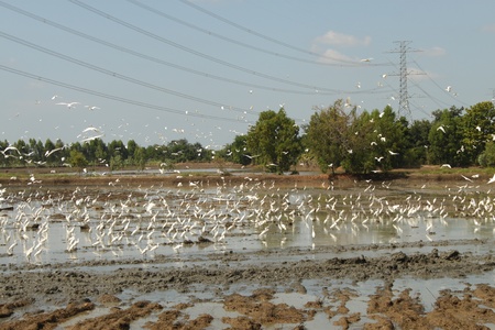 Egret birds on mud in the  rice fields,nakhonsawan ,Thailand.の写真素材