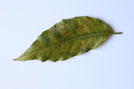 Neem leaves on a white background.