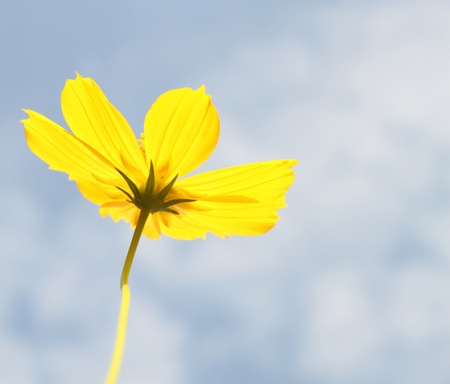 yellow cosmos flower on a blue sky backgroundの写真素材