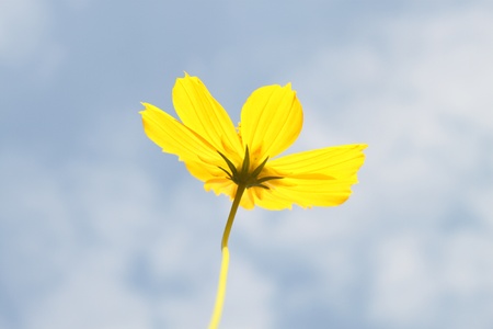 yellow cosmos flower on a blue sky backgroundの写真素材