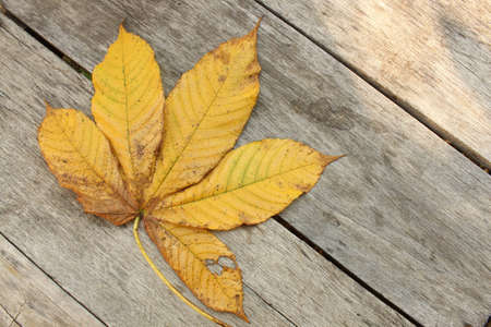 Colorful leaves on the wooden floor  の写真素材