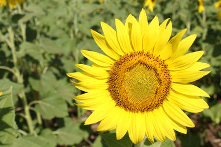 sunflower field over cloudy blue skyの写真素材