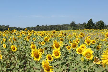 Big field of sunflowers  Composition of nature の写真素材