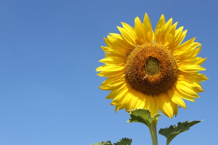sunflower field over cloudy blue skyの写真素材