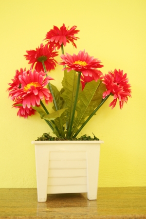 red flower の写真素材