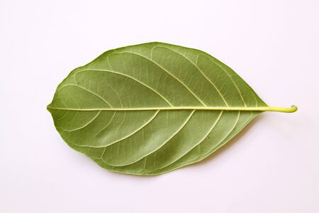 Green leavesの写真素材