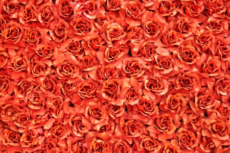 Red roses flowerの写真素材