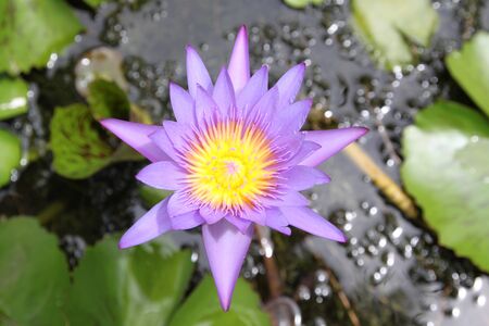 Purple Lotusの写真素材