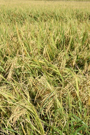 Yellow rice with weeds in the country close to harvest season  の写真素材