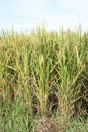 Yellow rice with weeds in the country close to harvest season  の写真素材