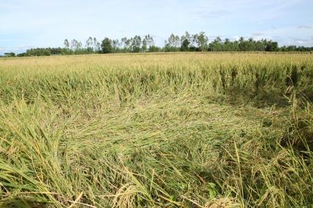 Yellow rice with weeds in the country close to harvest season  の写真素材