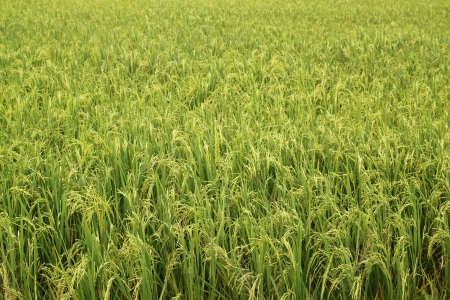 Rice fieldの写真素材
