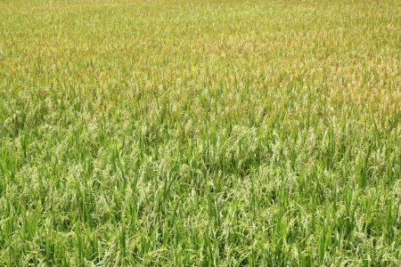 Rice field の写真素材