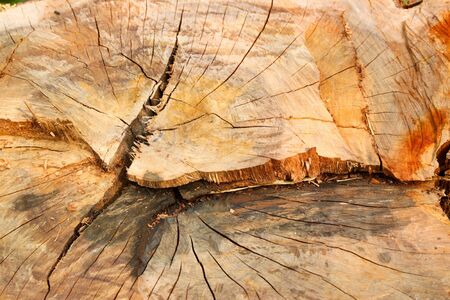 Abstract background like slice of wood timber natural の写真素材