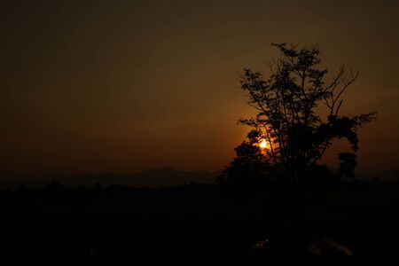 Sunset and treeの写真素材