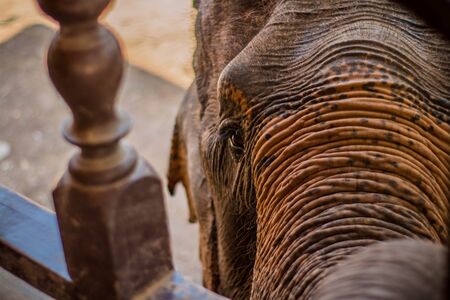 The elephant in Chiang Mai ,Thailandの写真素材