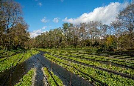 Azumino, Nagano, Japan - November 9,2016. Row of Wasabi Plant in Daio Wasabi Farm, Japanese...