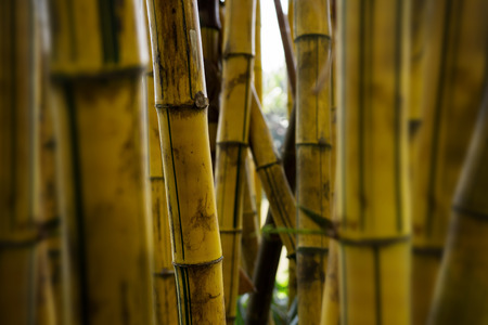 Yellow tropical bamboo grove, close up and depth of fieldの写真素材