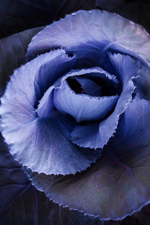 Young Fresh Red Cabbage in Garden with dew drop, top view close-up texture backgroundの写真素材
