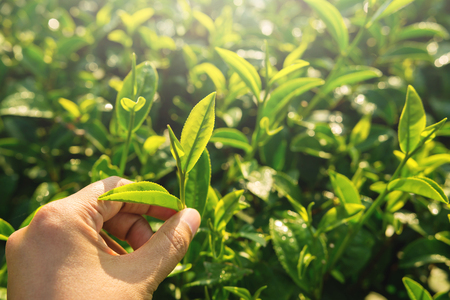 Farmer hand pick green tea sprout for harvesting in every morning at organic farm  の写真素材