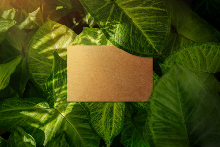 Business card mockup, Craft recycle paper, Top view, Blank space for logo identity or text copy, Tropical Nature leaf layer as backgroundの写真素材